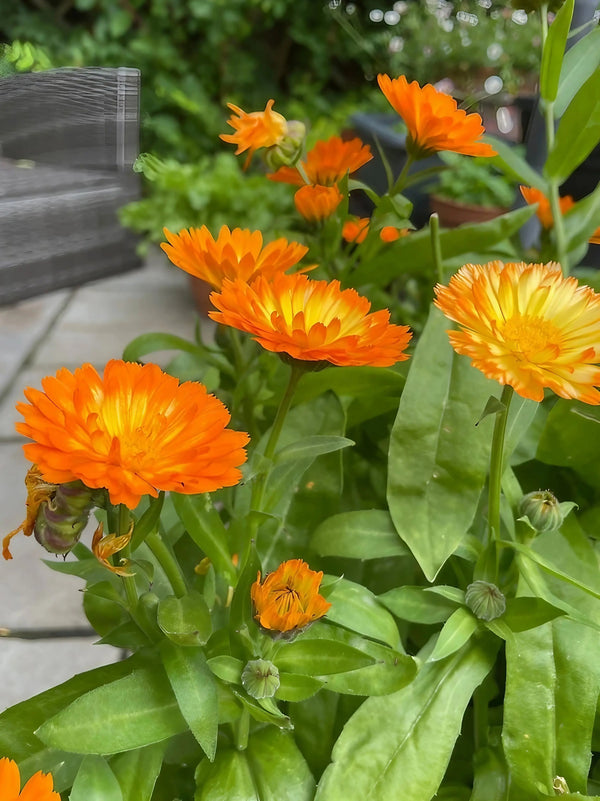 Calendula Oopsy Daisy – dwarf orange blooms growing by a wooden bench and tiled path