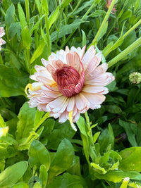 Calendula Sherbet Fizz by Bishy Barnabees Cottage Garden Ltd features light pink ruffled blooms with deep pink-tipped curled petals, a tightly closed center, and lush green foliage delicately adorned with dewdrops.