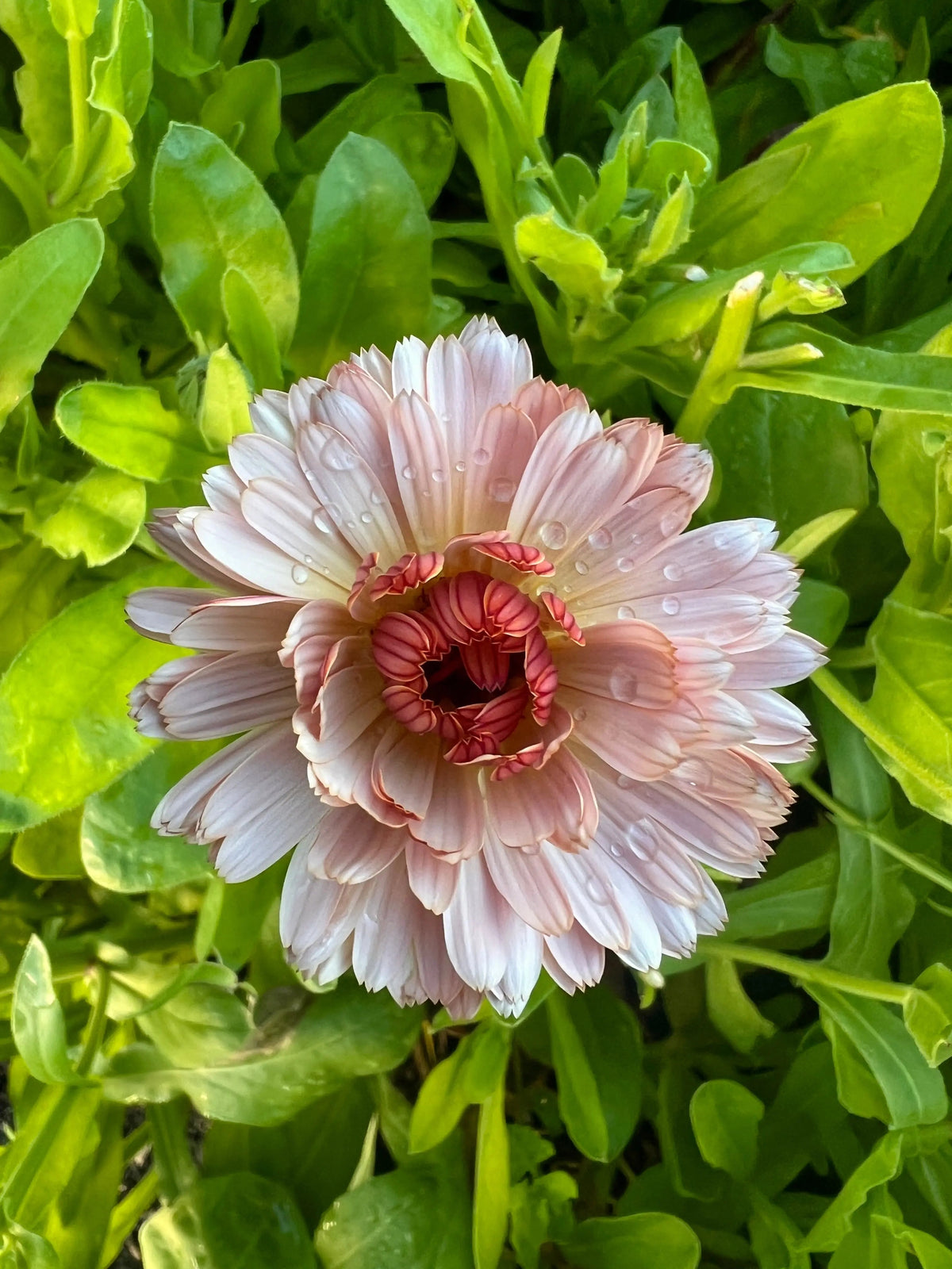 Pale pink ruffled Sherbet Fizz blooms with dewy petals among green leaves, from above