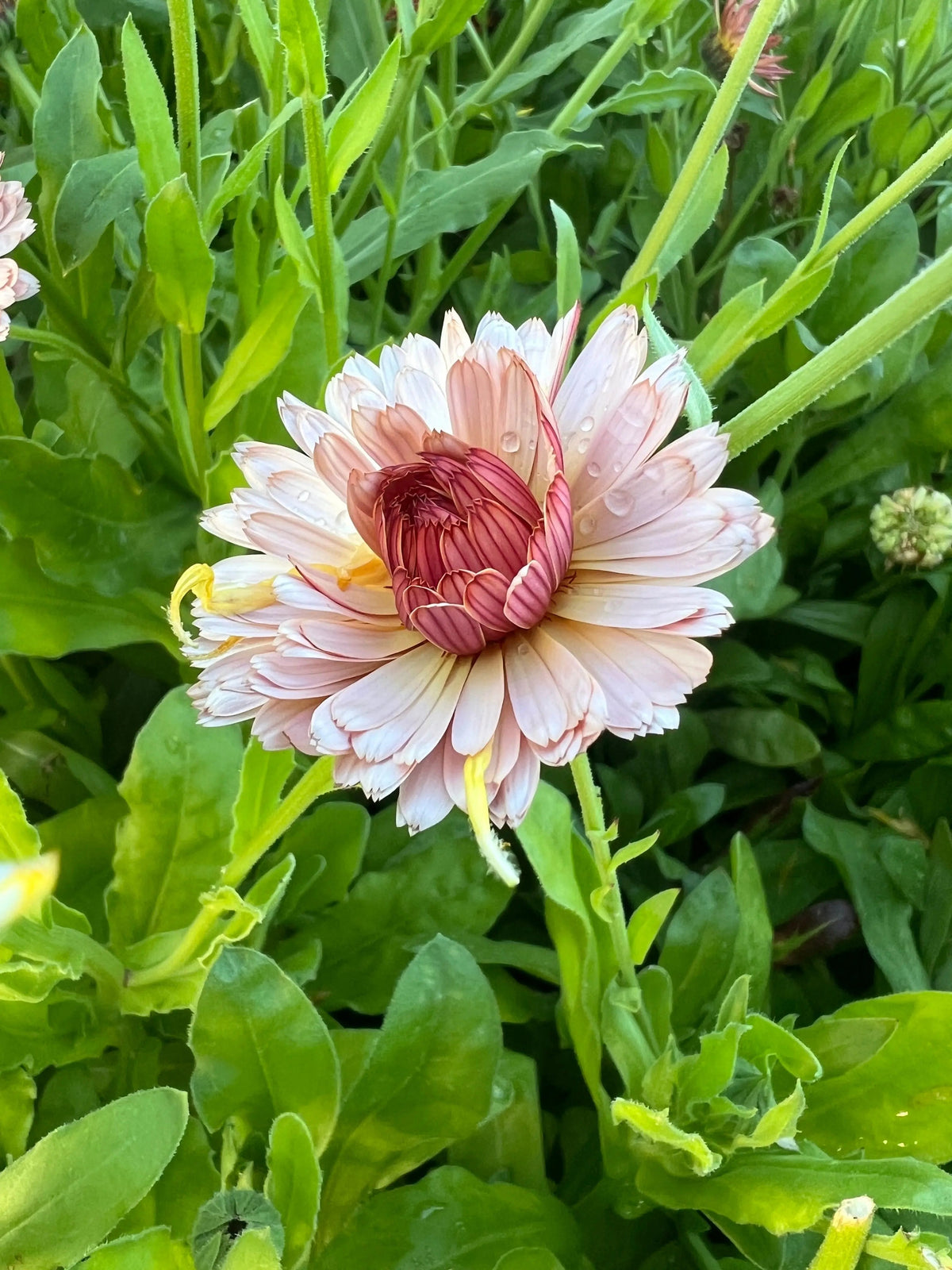Close-up of Sherbet Fizz with deep pink-tipped curled petals and dewdrops on the foliage