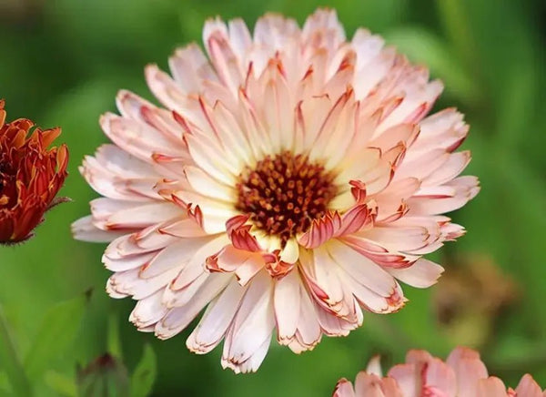A close-up of Calendula Sherbet Fizz by Bishy Barnabees Cottage Garden Ltd shows a light pink flower with red-tipped, ruffled petals and a dark center against a blurred green background—an exquisite designer bloom.