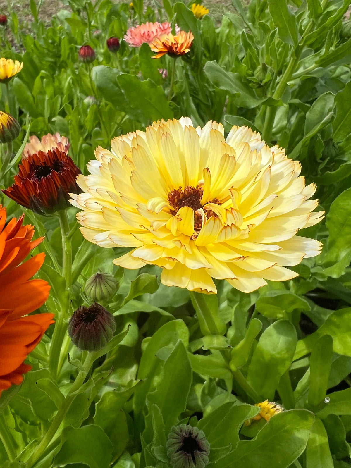 Creamy Snow Princess calendulas among orange and red flowers with bees feeding