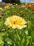 Calendula Snow Princess – pale yellow bloom with a bee in a field of mixed calendulas