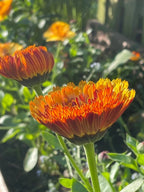 Sunlit Touch of Red calendula bloom with cottage garden flowers blurred behind