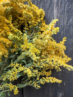 A close-up of Canadensis (Goldenrod) Dried by Bishy Barnabees Cottage Garden Ltd shows small, clustered yellow blooms on green stems against a dark wooden background, showcasing their vibrant natural beauty.