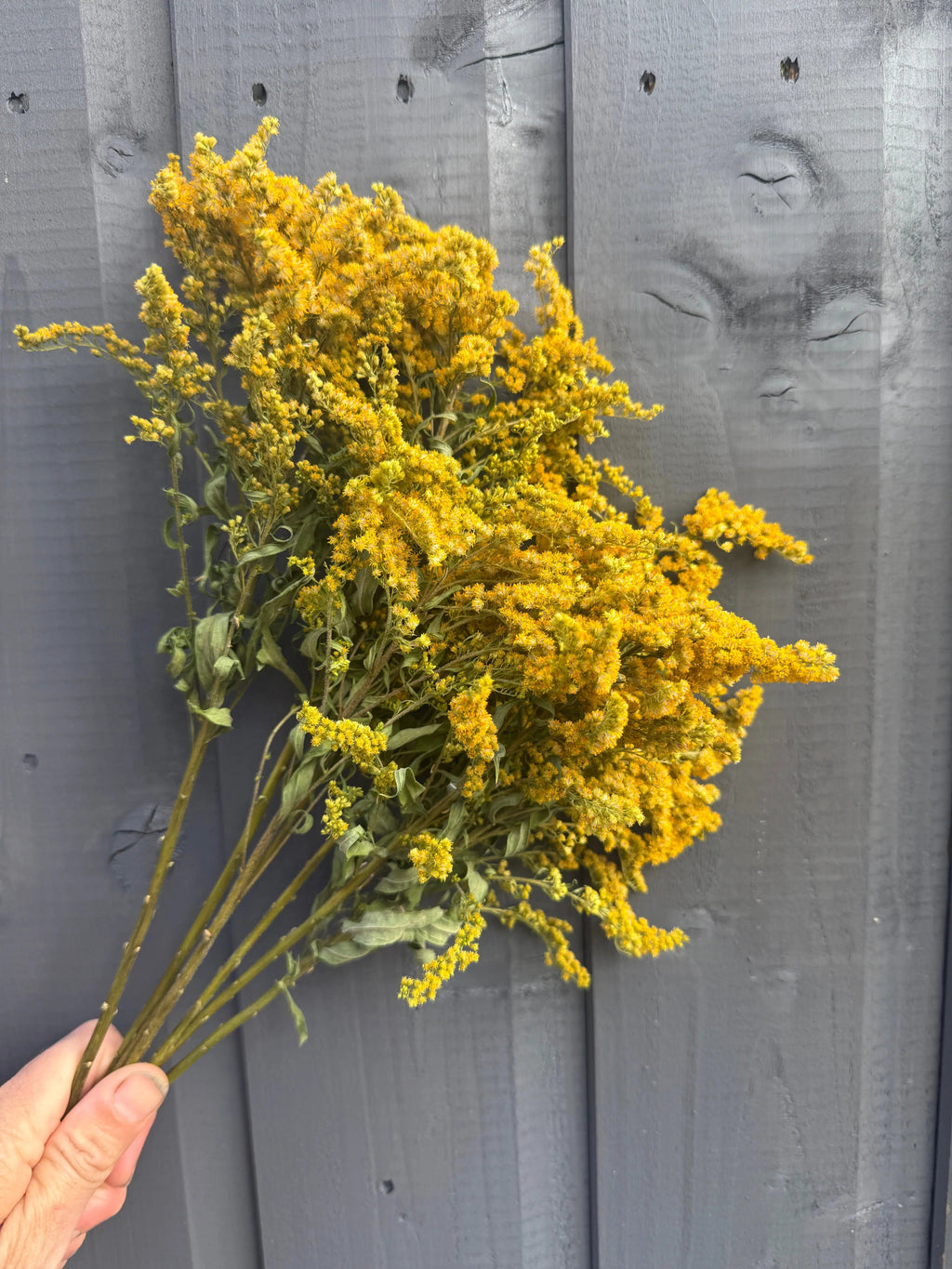 A hand holds Bishy Barnabees Cottage Garden Ltd's Canadensis (Goldenrod) Dried, featuring yellow flowering stems and green leaves—ideal for adding textured charm to dried flower arrangements—shown against a gray wooden fence.