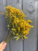 A hand holds Bishy Barnabees Cottage Garden Ltd's Canadensis (Goldenrod) Dried, featuring yellow flowering stems and green leaves—ideal for adding textured charm to dried flower arrangements—shown against a gray wooden fence.