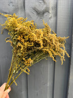 A hand holds a bunch of Bishy Barnabees Cottage Garden Ltd Canadensis (Goldenrod) Dried, with small yellow blooms and green stems standing out against a gray wooden fence.