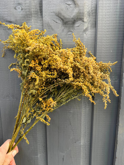 Close-up showing the fluffy texture of dried Goldenrod flowers.