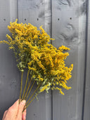 A hand holds a small bouquet of Bishy Barnabees Cottage Garden Ltd’s Canadensis (Goldenrod) Dried with green stems in front of a gray wooden fence.
