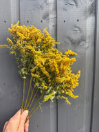 A hand holds a small bouquet of Bishy Barnabees Cottage Garden Ltd’s Canadensis (Goldenrod) Dried with green stems in front of a gray wooden fence.