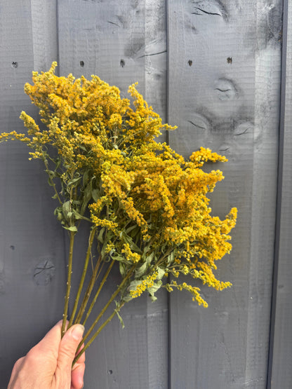 Bouquet of Goldenrod flowers held against a gray wooden background