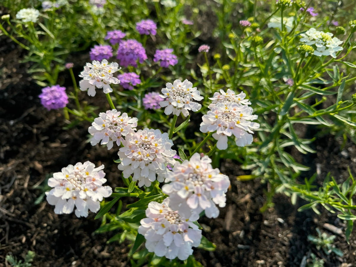 White, light pink and purple Candytuft growing in dark soil in bright sun