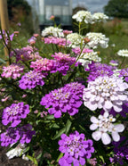 Candytuft Crown Mixed in purple, pink and white with a glass building in the distance
