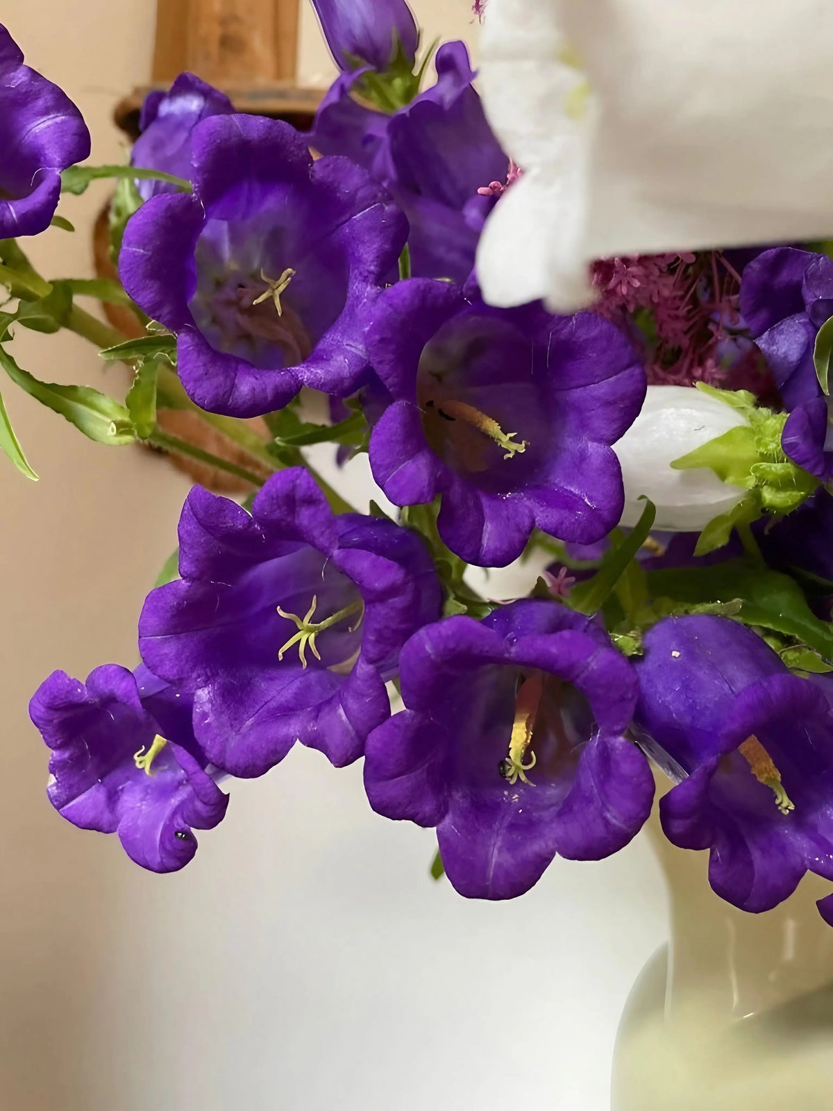 Close-up of Canterbury Bells showing yellow stamens, in a white vase
