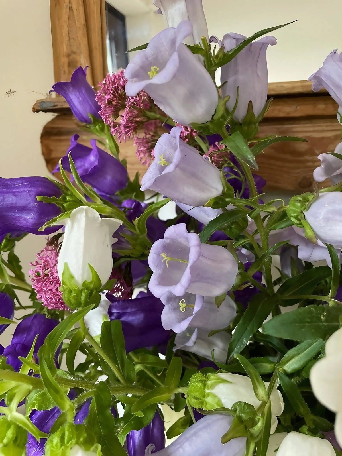 Light purple, white and deep purple Canterbury Bells with green leaves near wood