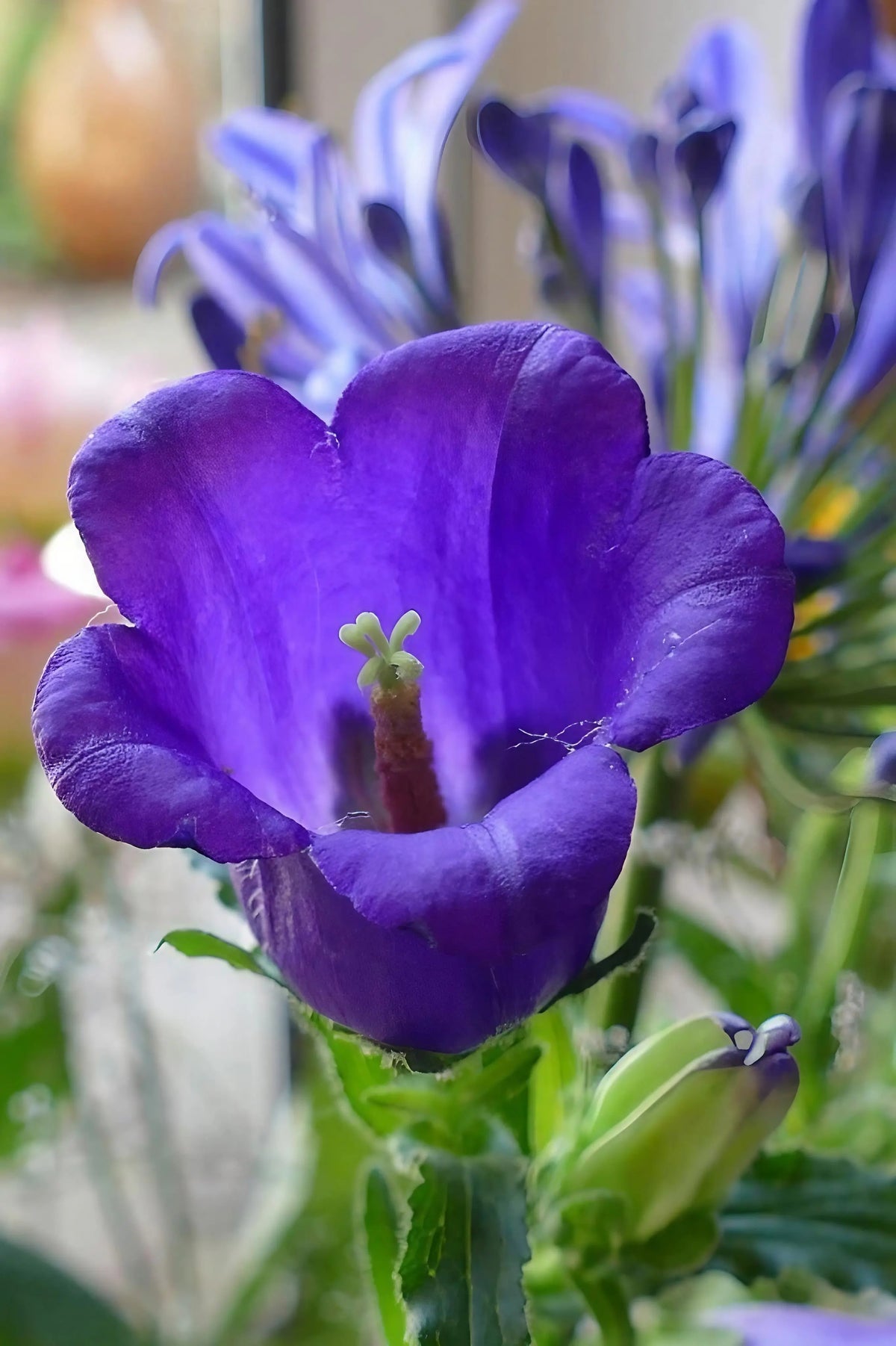 Single purple bell-shaped Canterbury Bells flower on a green stem