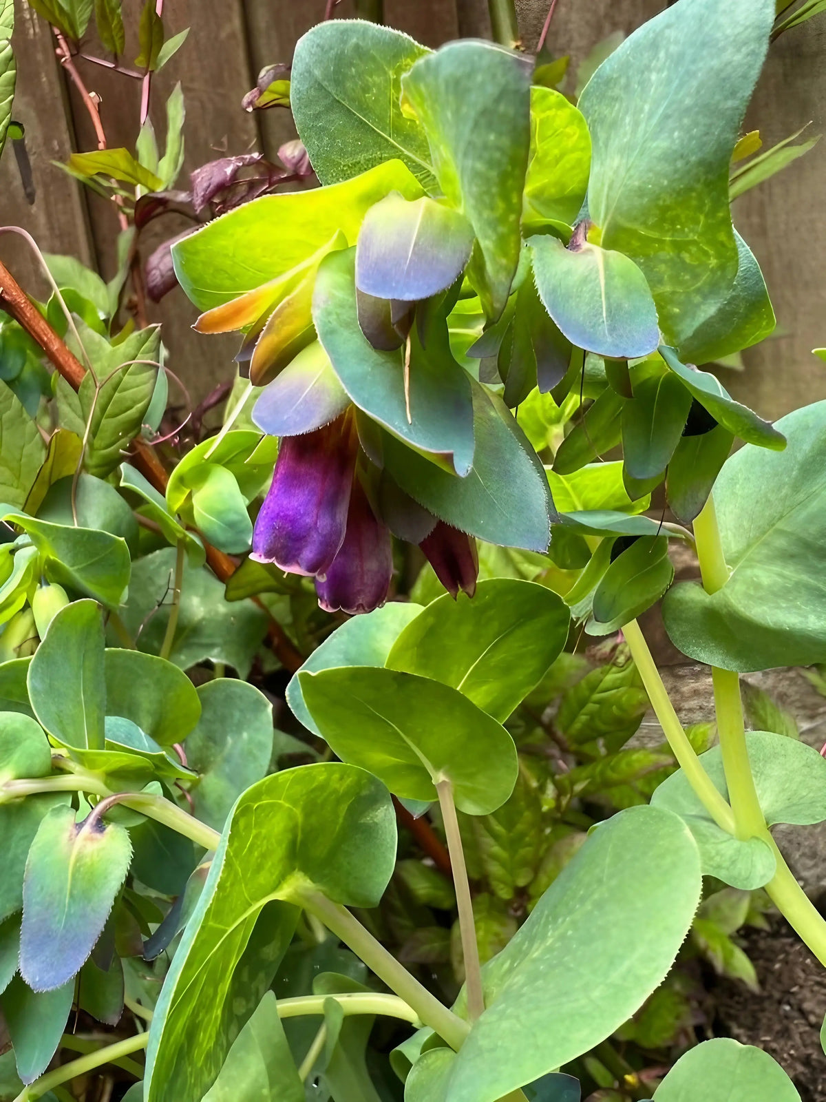 Cerinthe purple-blue tubular flowers and green foliage growing near a fence