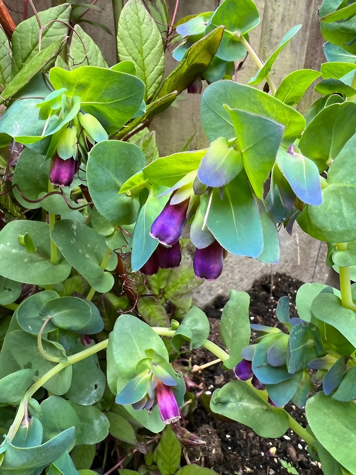 Cerinthe blue-tinged leaves and tubular purple flowers in front of a wooden fence