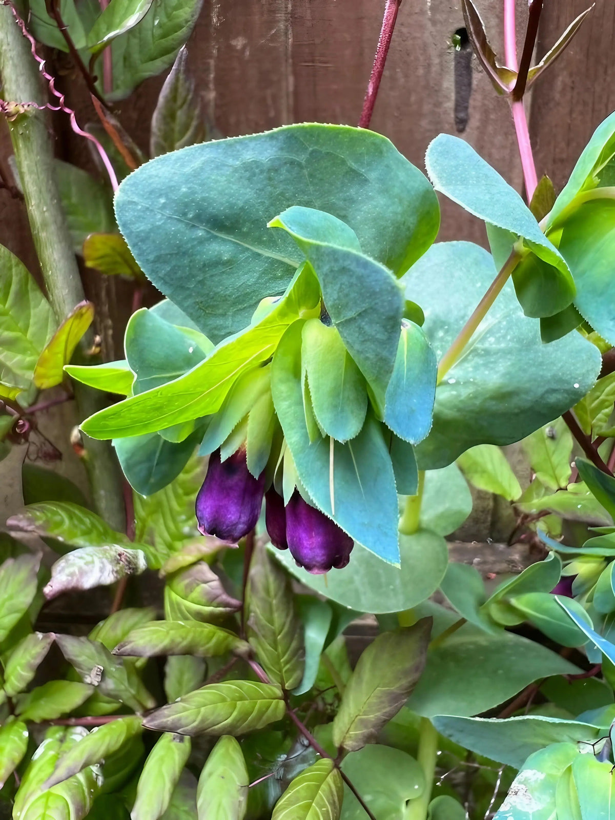 Close-up of Cerinthe broad blue-green leaves and deep purple tubular flowers