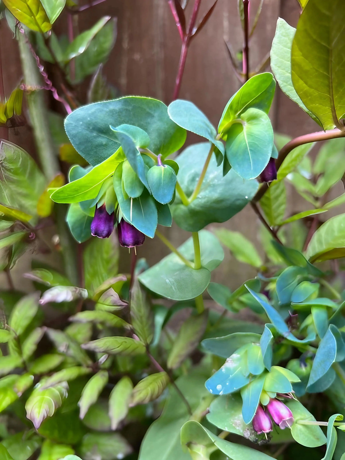 Cerinthe clusters of small bell-shaped purple flowers against a blurred brown backdrop