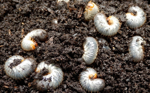 Chafer Bug Nematodes – white curled chafer grubs with brown heads in dark soil