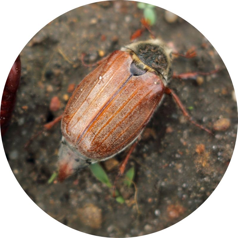 Chafer Bug Nematodes – close-up of an adult brown chafer beetle with a ridged back