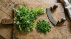 Chervil (Anthriscus cerefolium) – fresh green herbs on a wooden chopping board with a knife