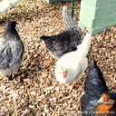 Chicken Coop Chips - Hardwood Bedding for Coops & Runs | Bulk Bags