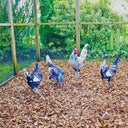 Chicken Coop Chips - Hardwood Bedding for Coops & Runs | Bulk Bags