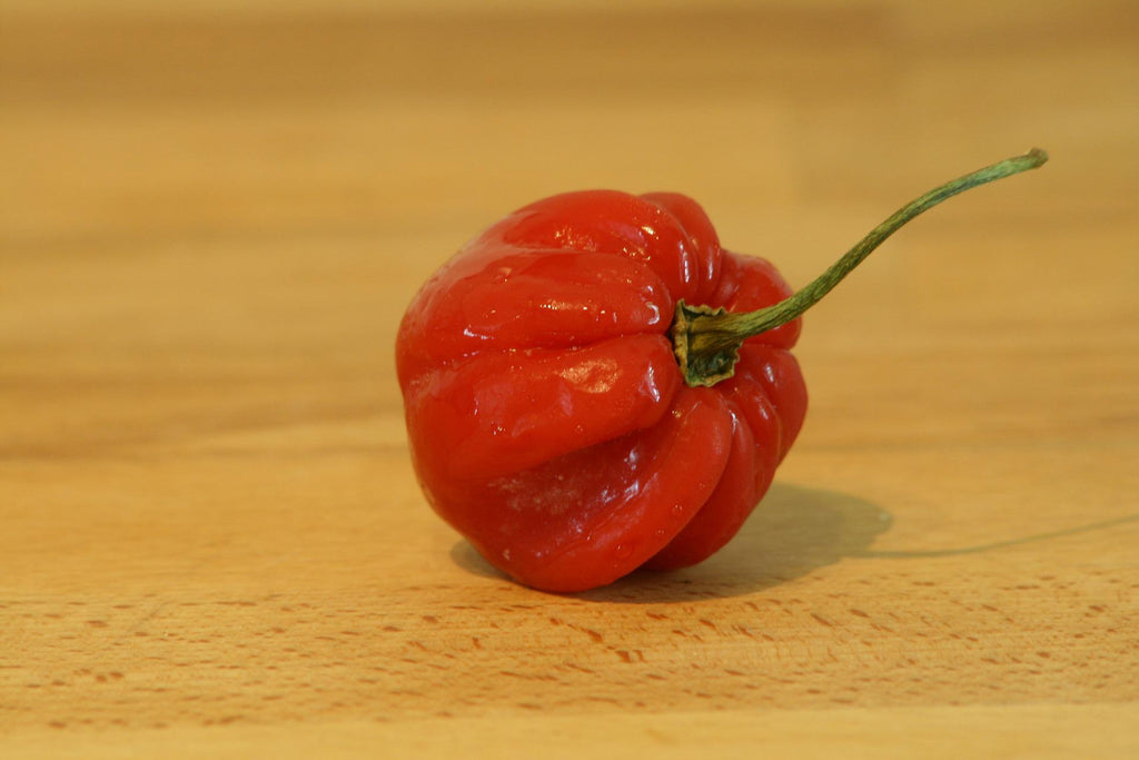 Scotch Bonnet Chilli – single red lantern-shaped pod on a wooden surface
