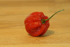Scotch Bonnet Chilli – single red lantern-shaped pod on a wooden surface
