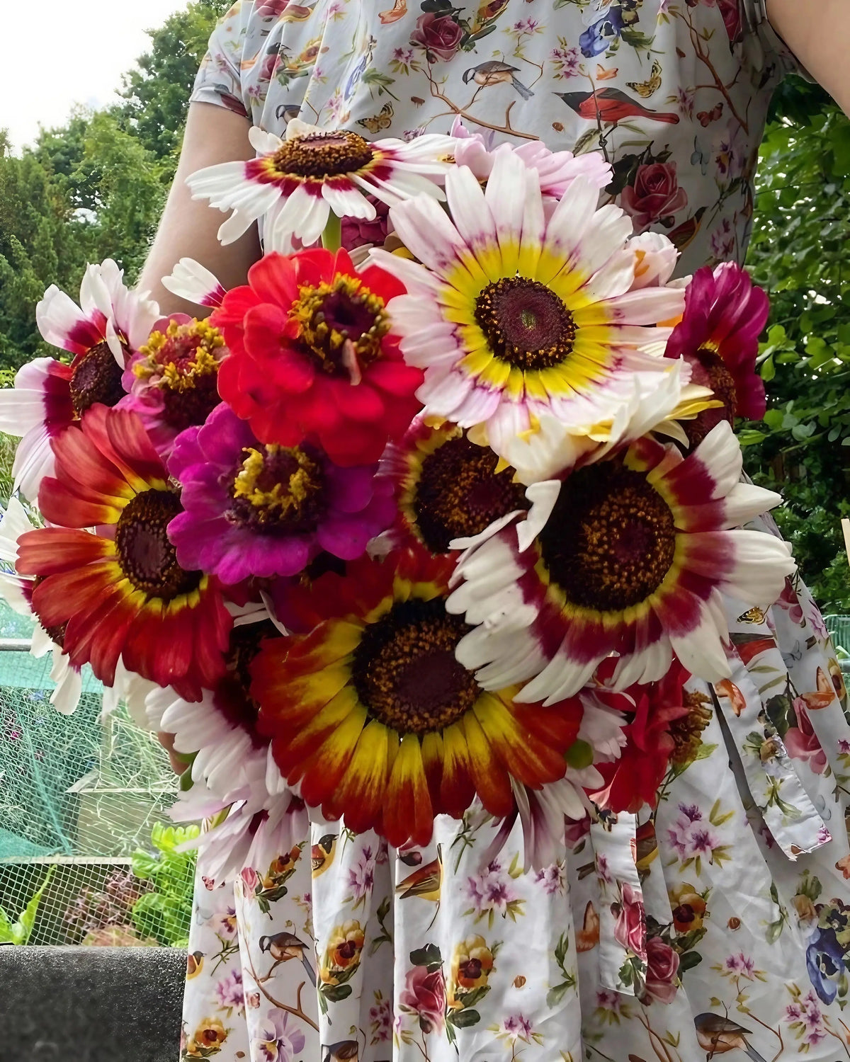 Chrysanthemum Painted Daisies in a bright bouquet with sunflowers and zinnias held in a garden