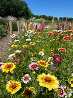 Chrysanthemum Painted Daisies in yellow, white and pink in a flower bed under a blue sky