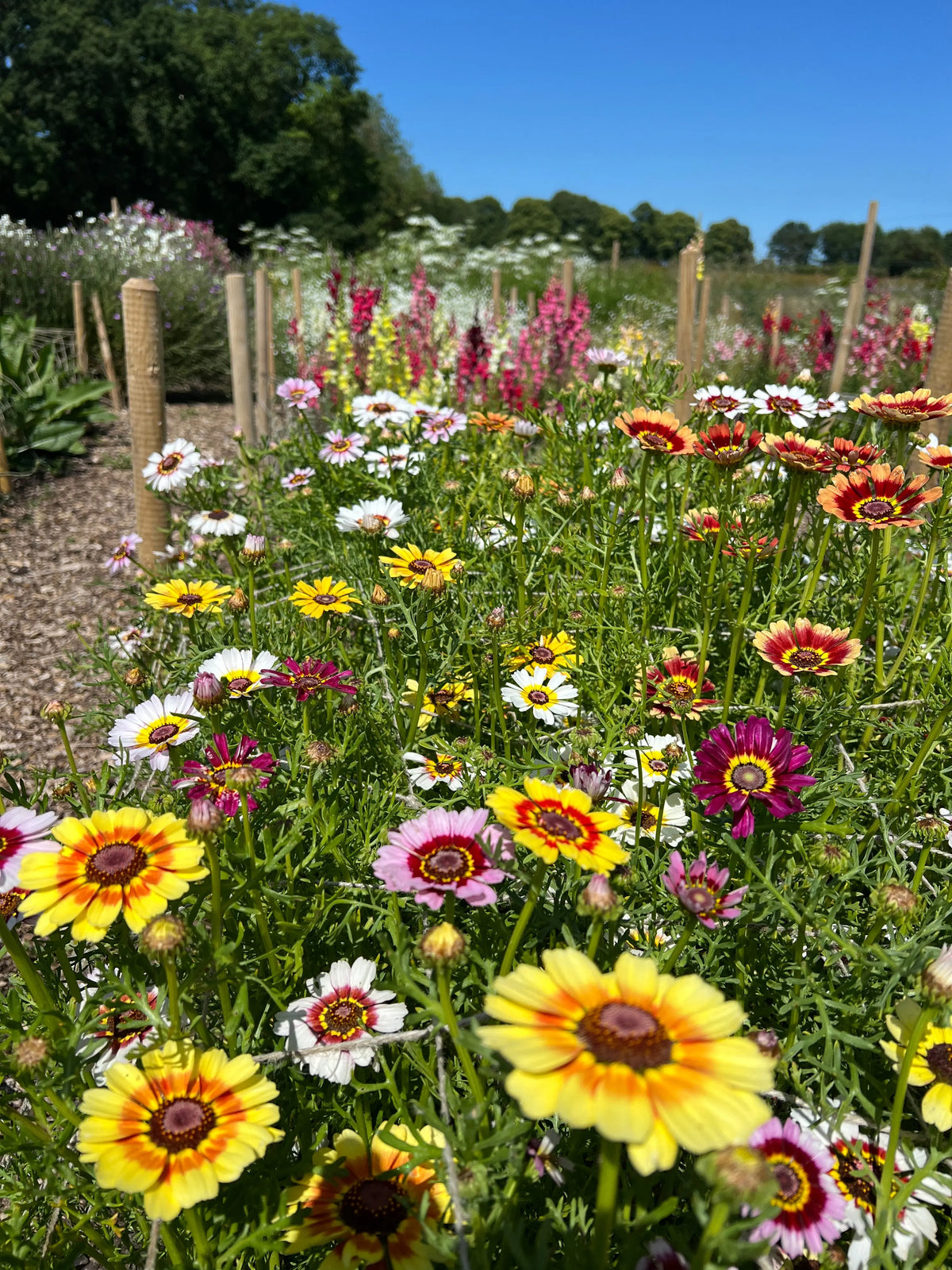 Chrysanthemum Painted Daisies in yellow, white and pink in a flower bed under a blue sky