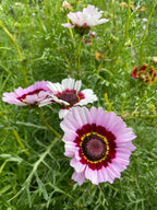 Chrysanthemum Painted Daisies – pink and white blooms with dark red and yellow ringed centres