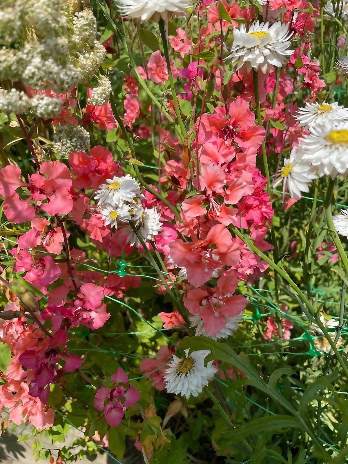 Pink Clarkia Crown Double Mix flowers with white daisies and green foliage in sunlight