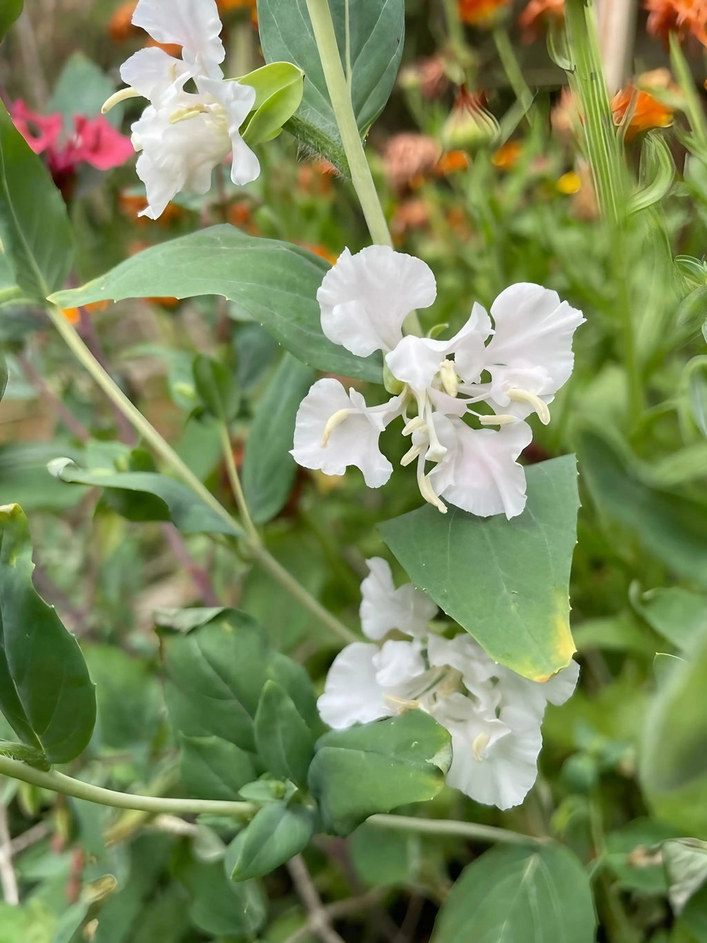 Clarkia Crown Double Mix – white ruffled flowers with orange and pink blooms blurred behind