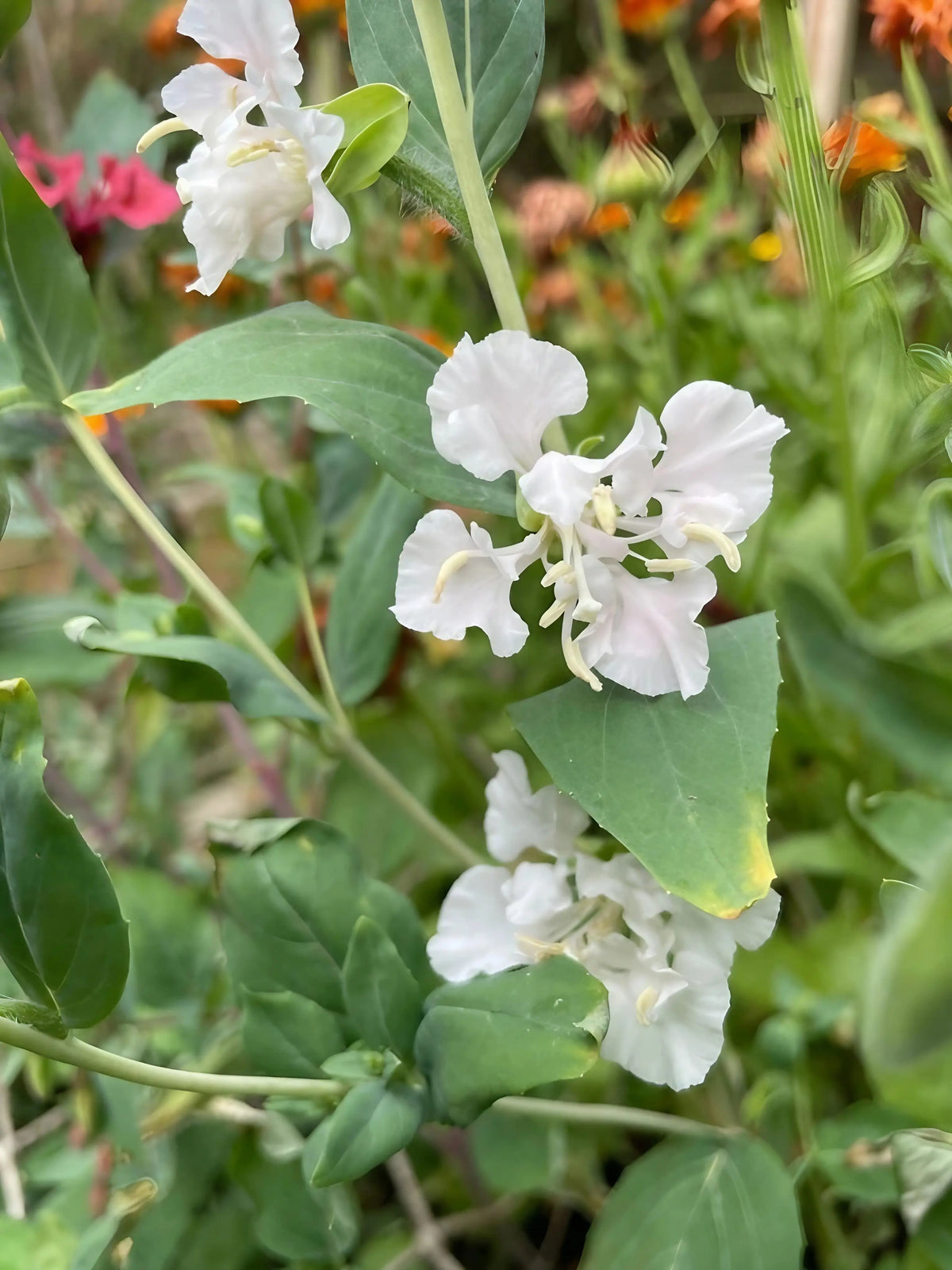 Clarkia Crown Double Mix – white ruffled flowers with orange and pink blooms blurred behind
