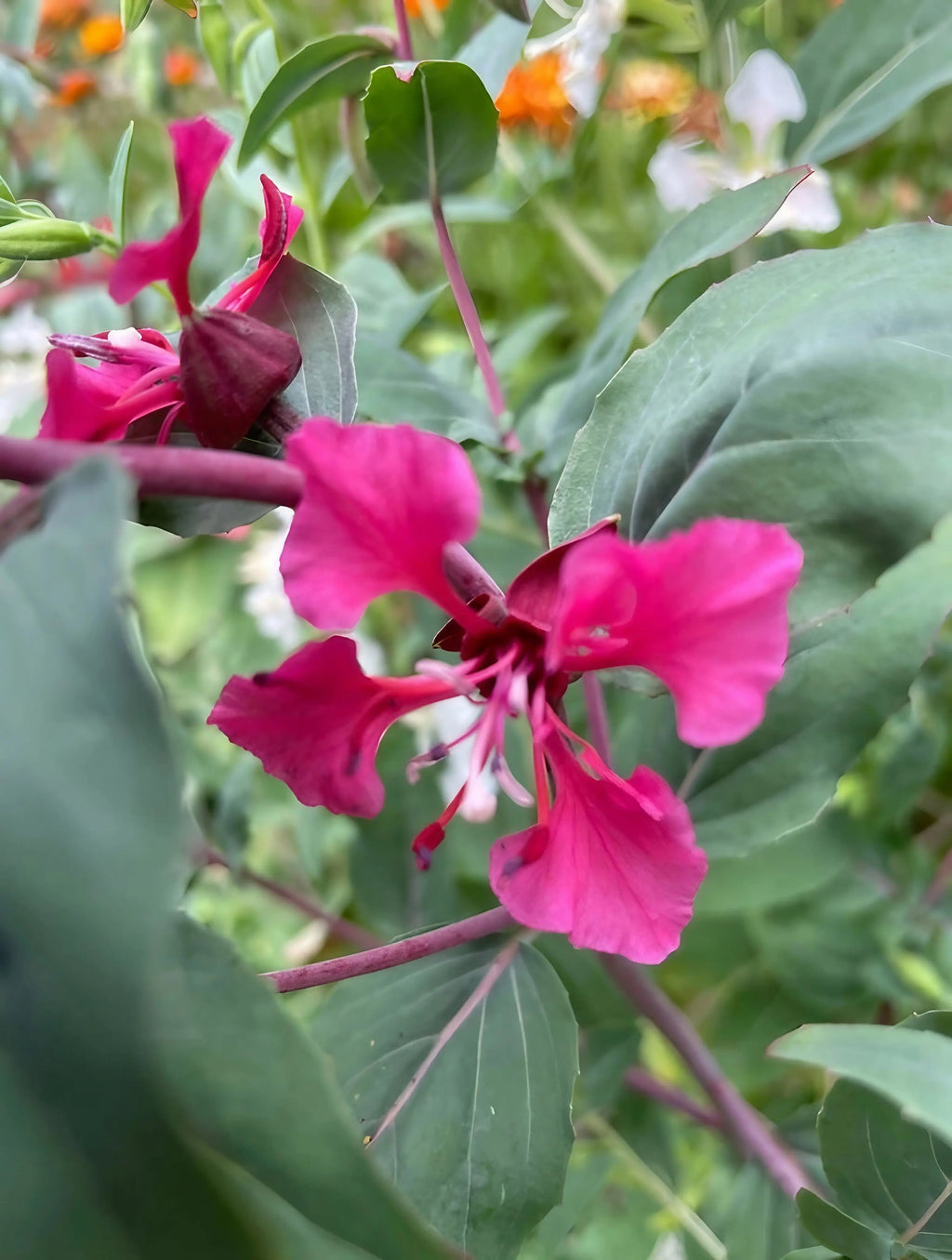 Clarkia Crown Double Mix – close-up of vibrant pink flowers with green leaves