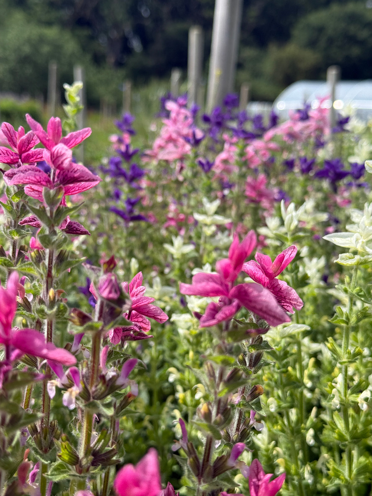 Clary Sage Crown Bouquet Mixed – close-up of pink bracts with purple and white behind