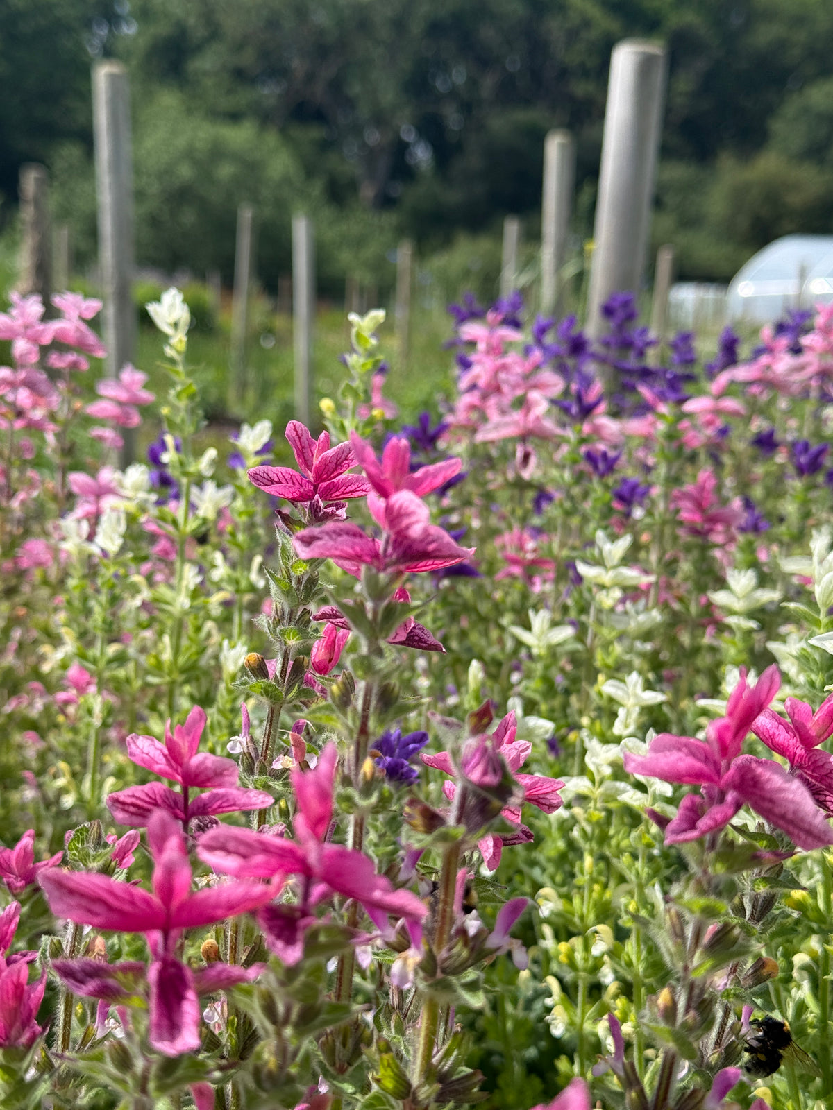 Row of pink and white Clary Sage Crown Bouquet in flower in front of wooden posts