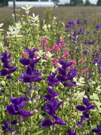Clary Sage Crown Bouquet Mixed – purple, pink and white bracts along a field row
