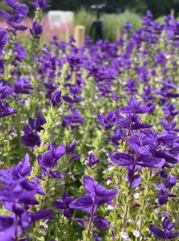 Clary Sage Oxford Blue (Salvia viridis) – close-up of purple flowers with indigo-blue bracts