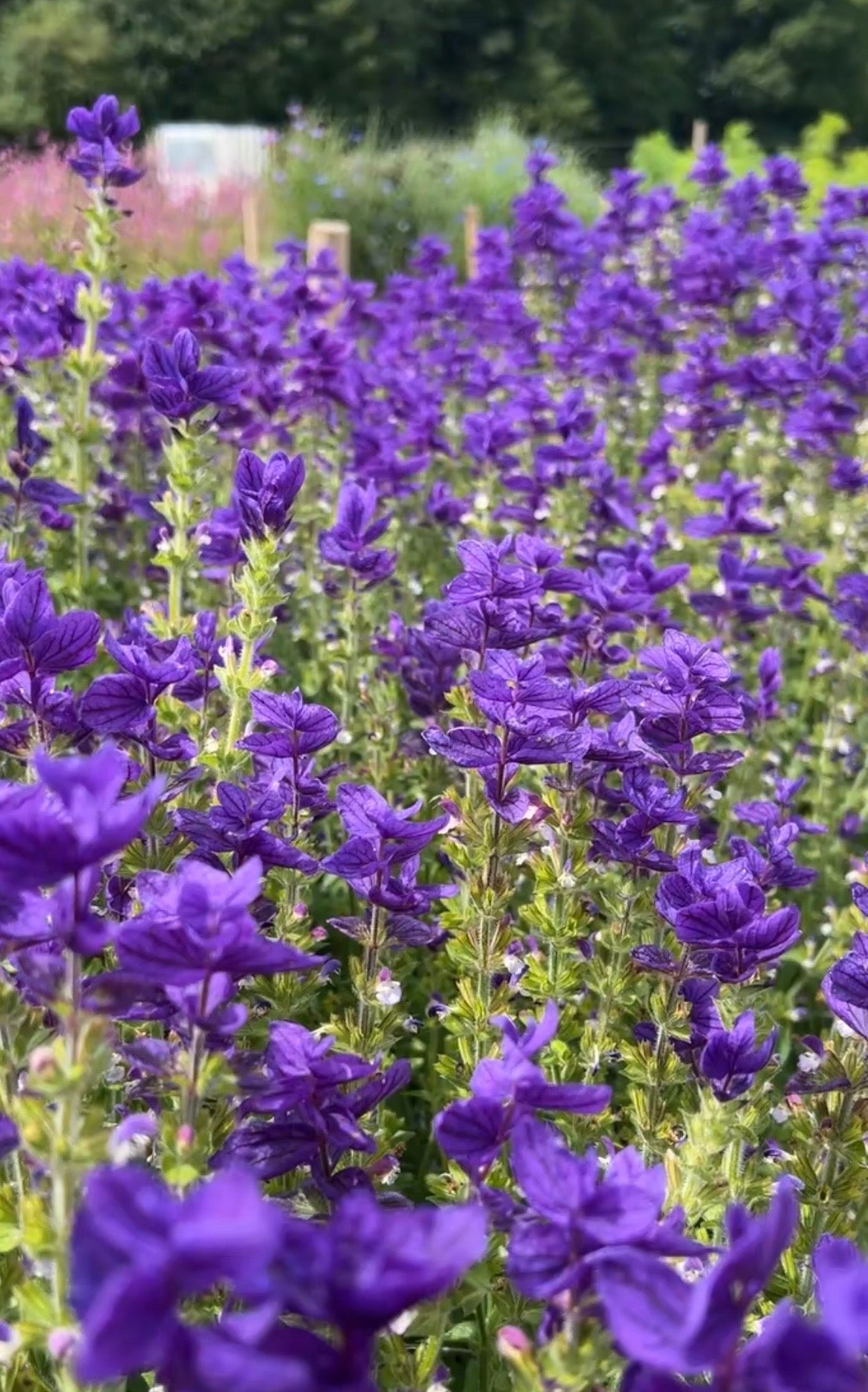 Tall Clary Sage Oxford Blue with indigo-blue bracts and dense foliage under clear sky