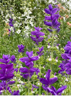 Clary Sage Oxford Blue with white and light orange flowers among green foliage