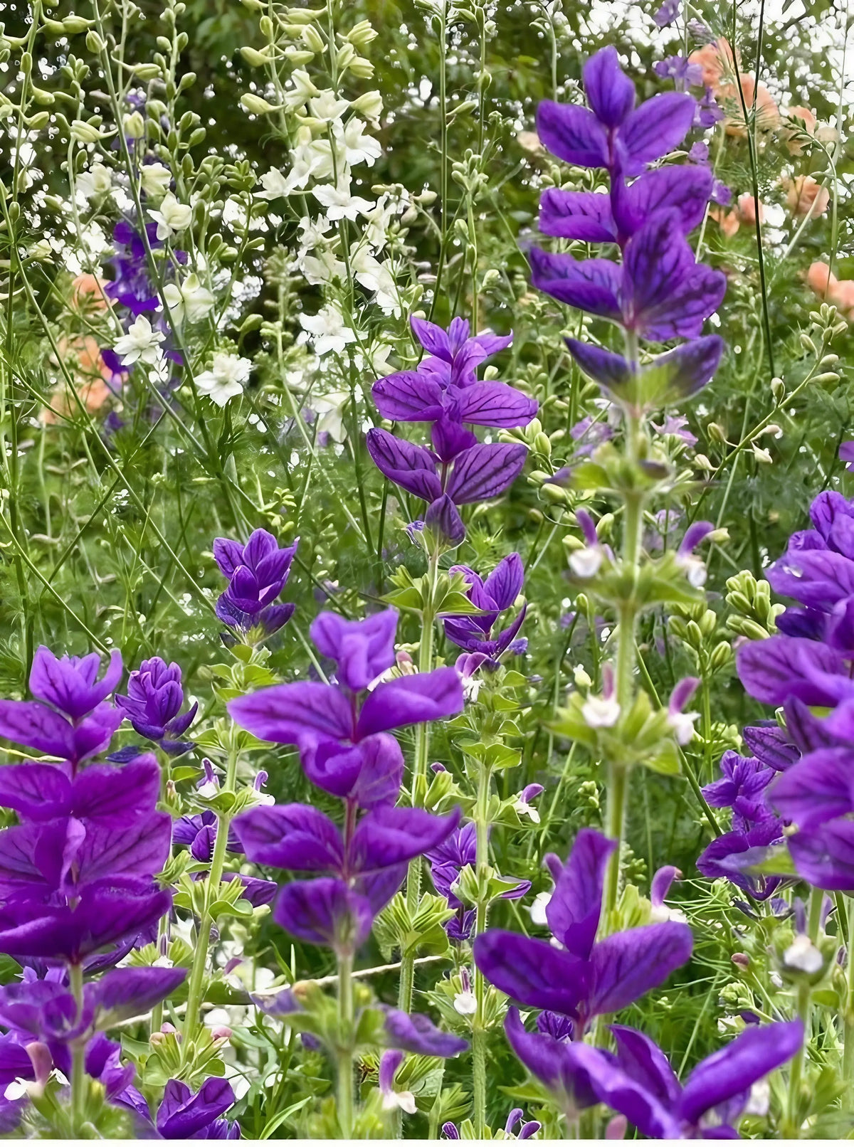 Clary Sage Oxford Blue with white and light orange flowers among green foliage