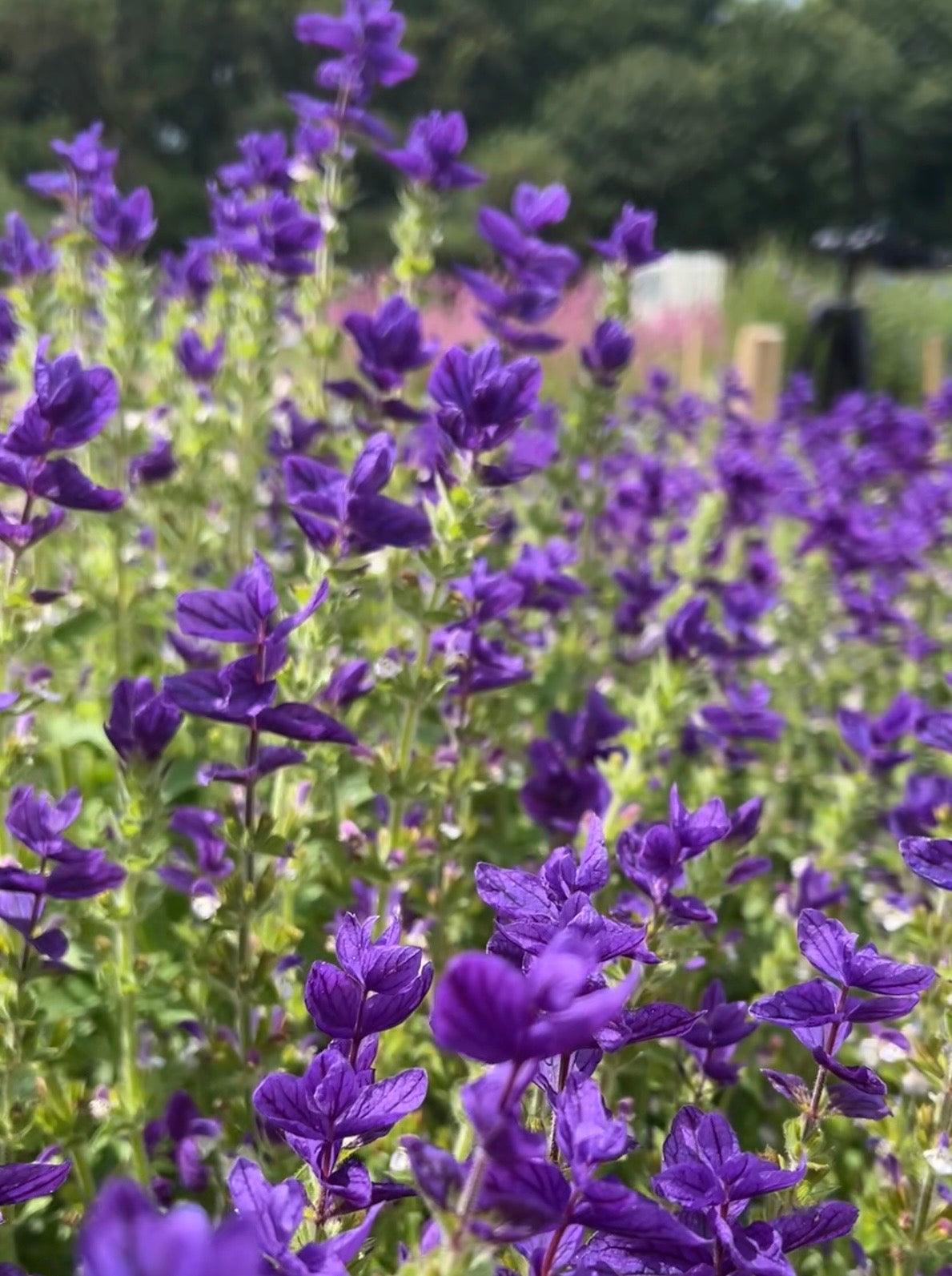 Clary Sage Oxford Blue – purple flowers and indigo-blue bracts on green stems