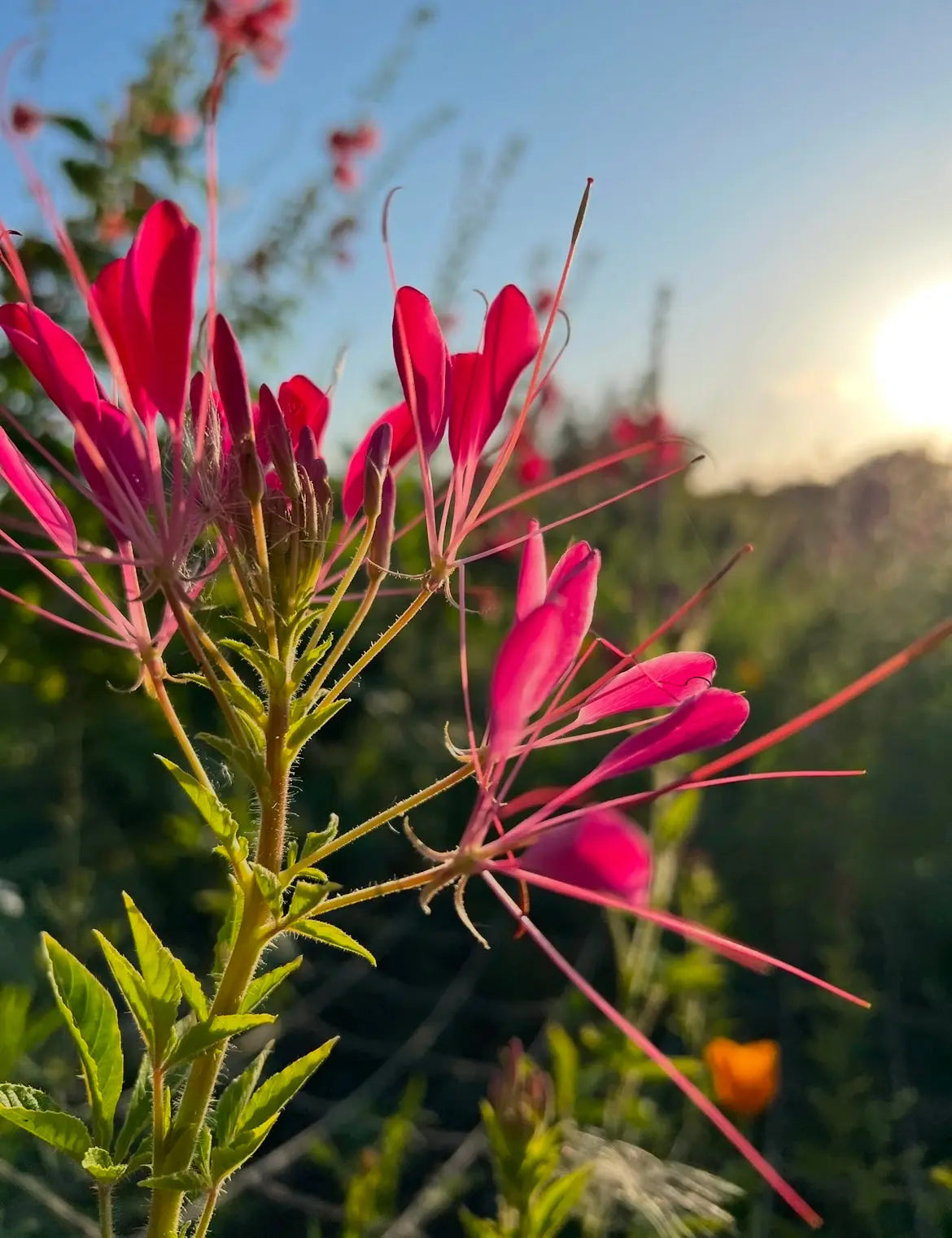 Cleome Cherry Queen – close-up of pink slender petals and long stamens in warm sunlight