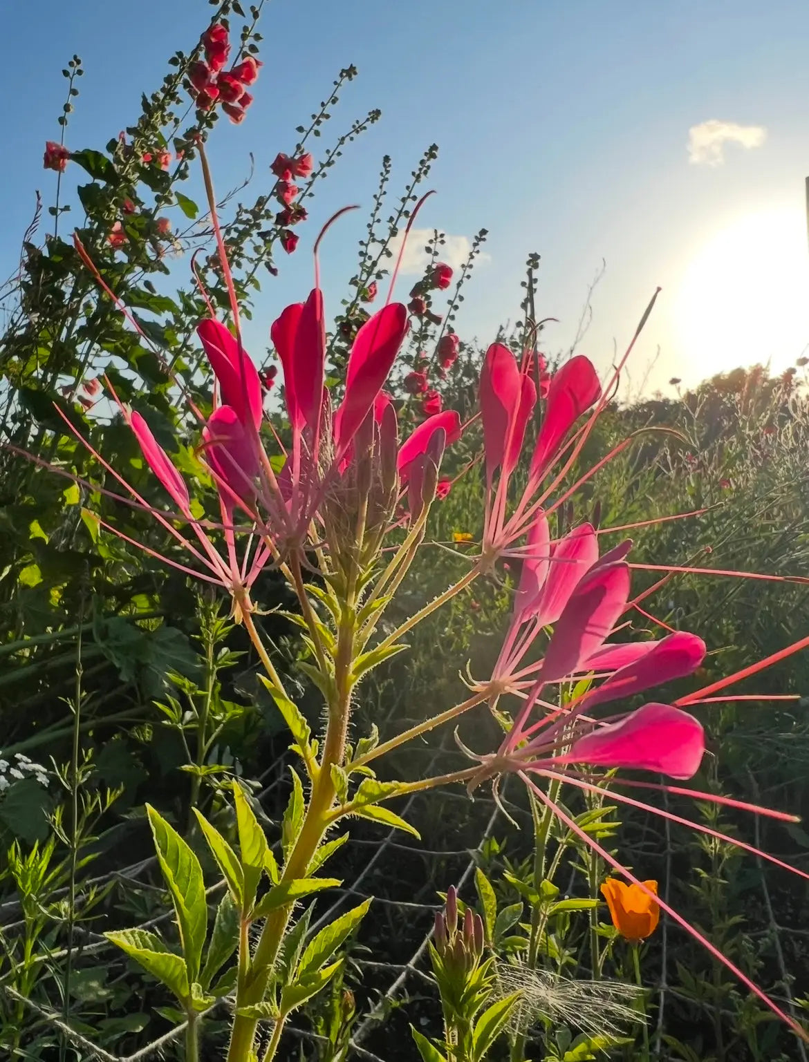 Pink Cleome Cherry Queen flowers glowing at sunset among foliage and red blooms